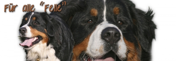 Spardose Berner Sennenhund